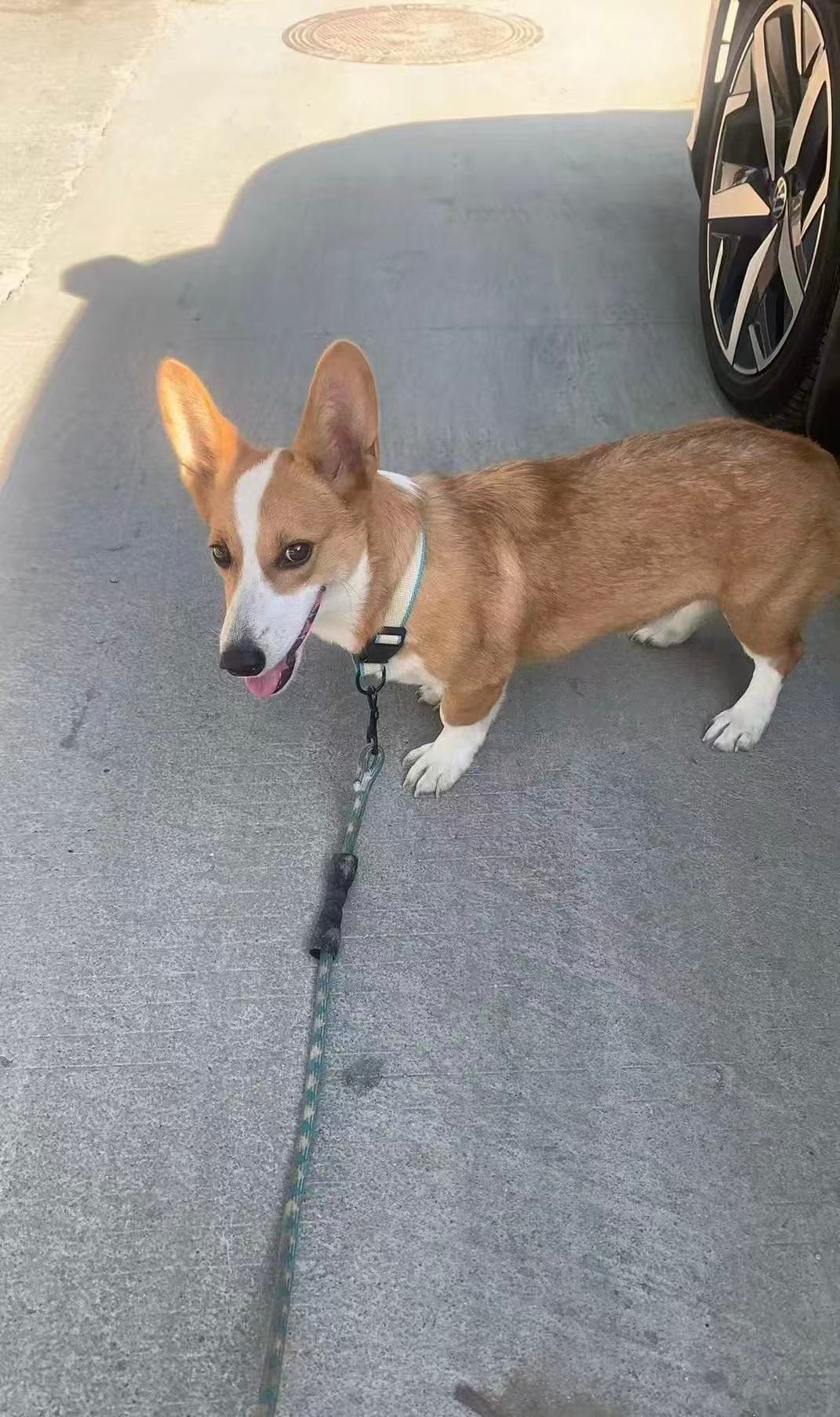 Morty’s late corgi during an outdoor walk
