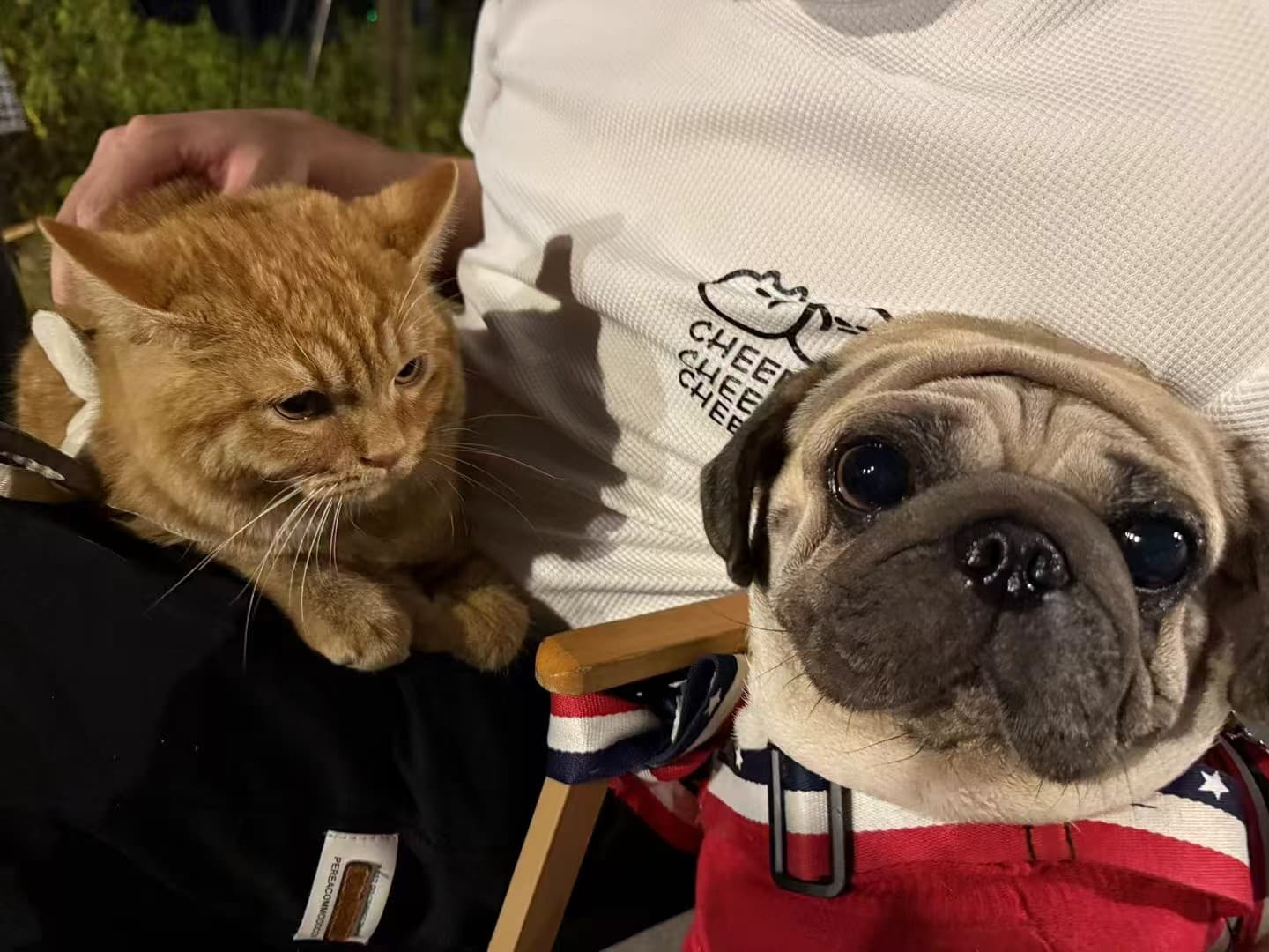 Morty’s late pug resting beside a ginger cat