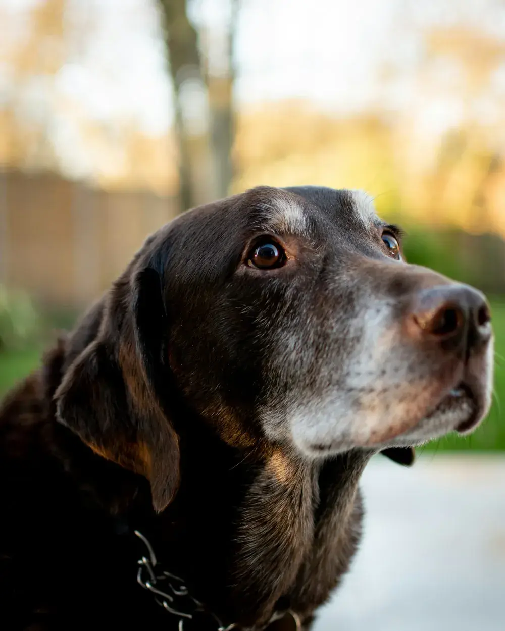 An older chocolate Labrador with a greying muzzle looking out in warm autumn light