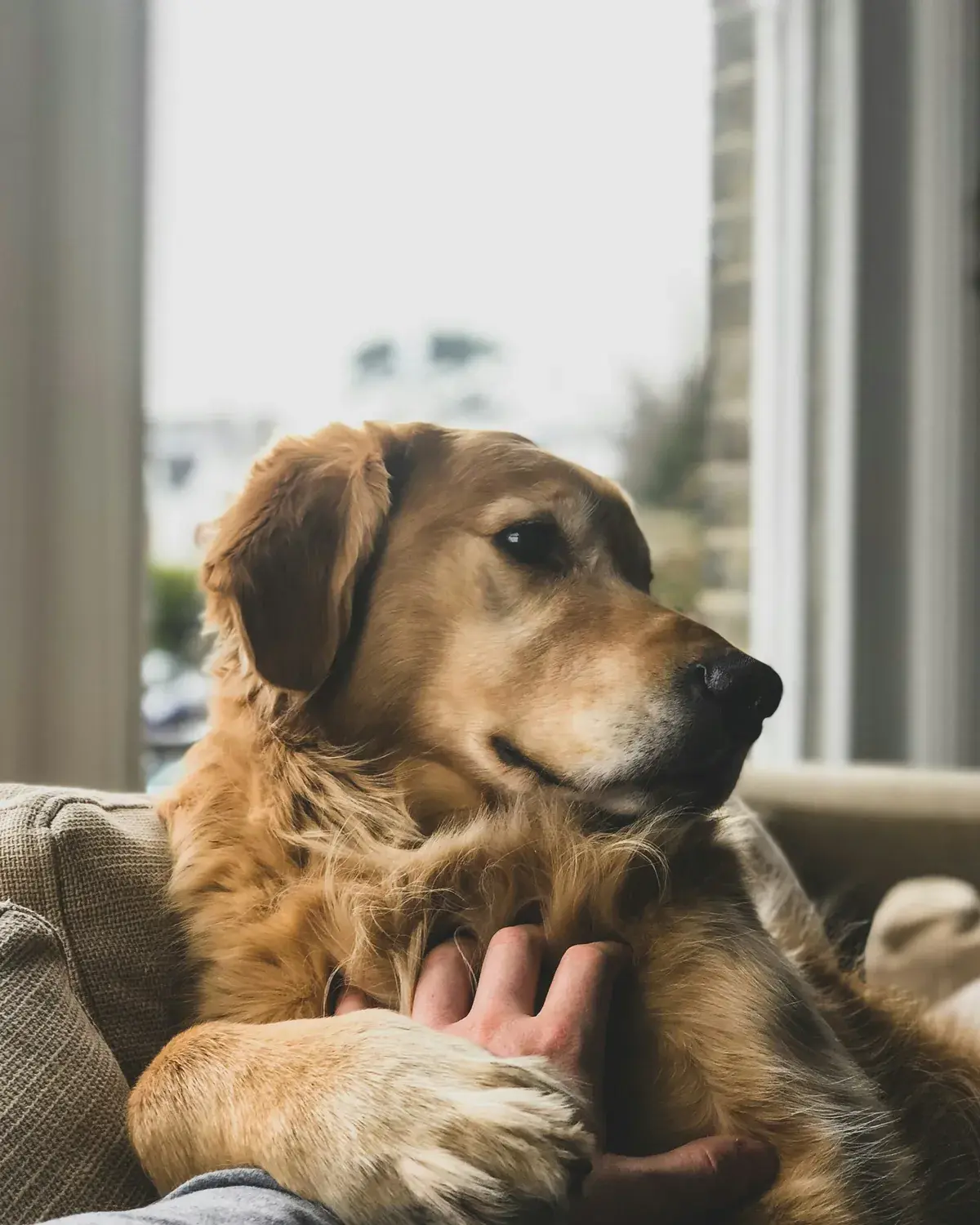A golden retriever resting on the sofa with a paw in its owner's hand
