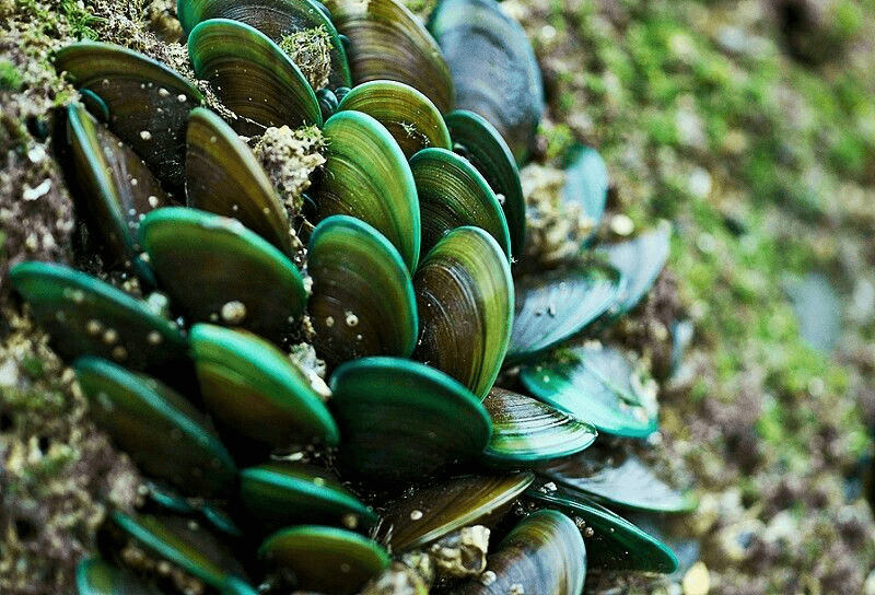 Dogevera whole green-lipped mussel shells showing natural green lip and rich lipid content