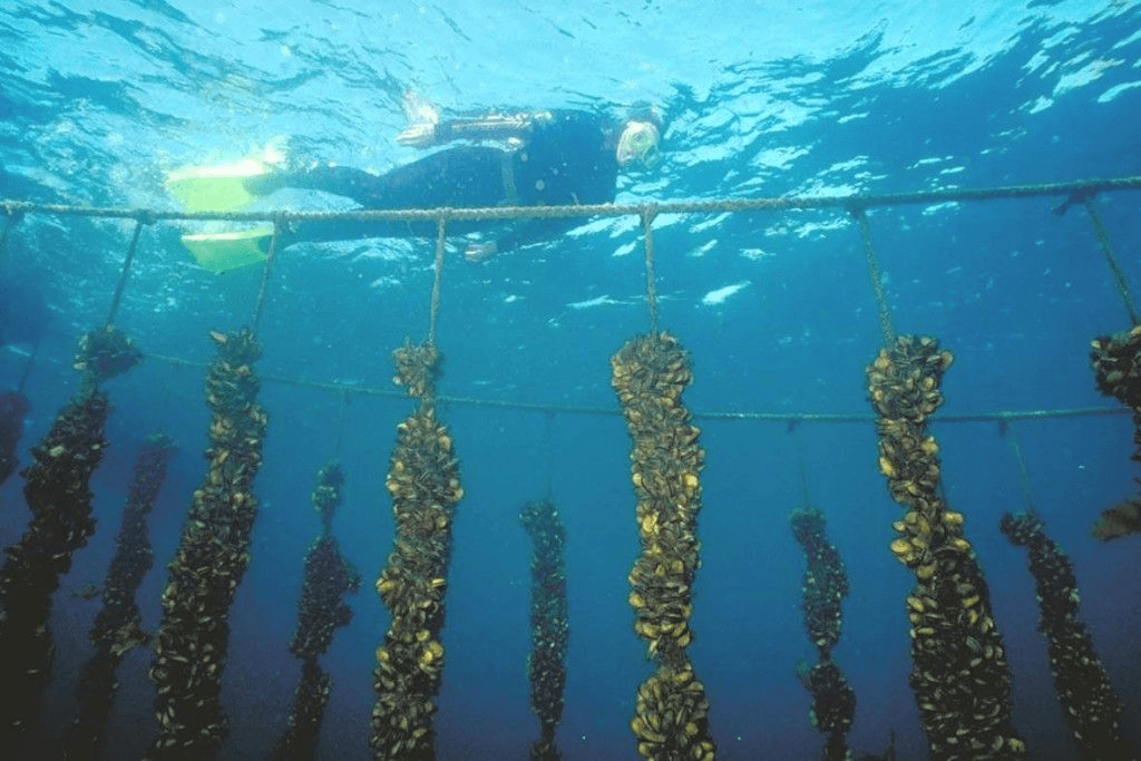 Dogevera sustainably farmed New Zealand green-lipped mussels growing on suspended marine ropes