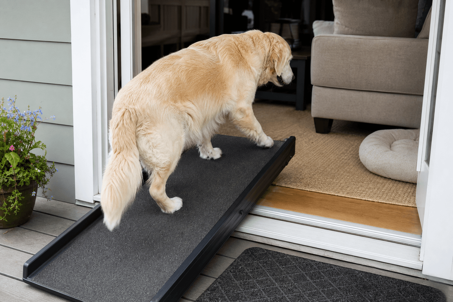 ¿Tu perro necesita tomar impulso para subir al sofá?