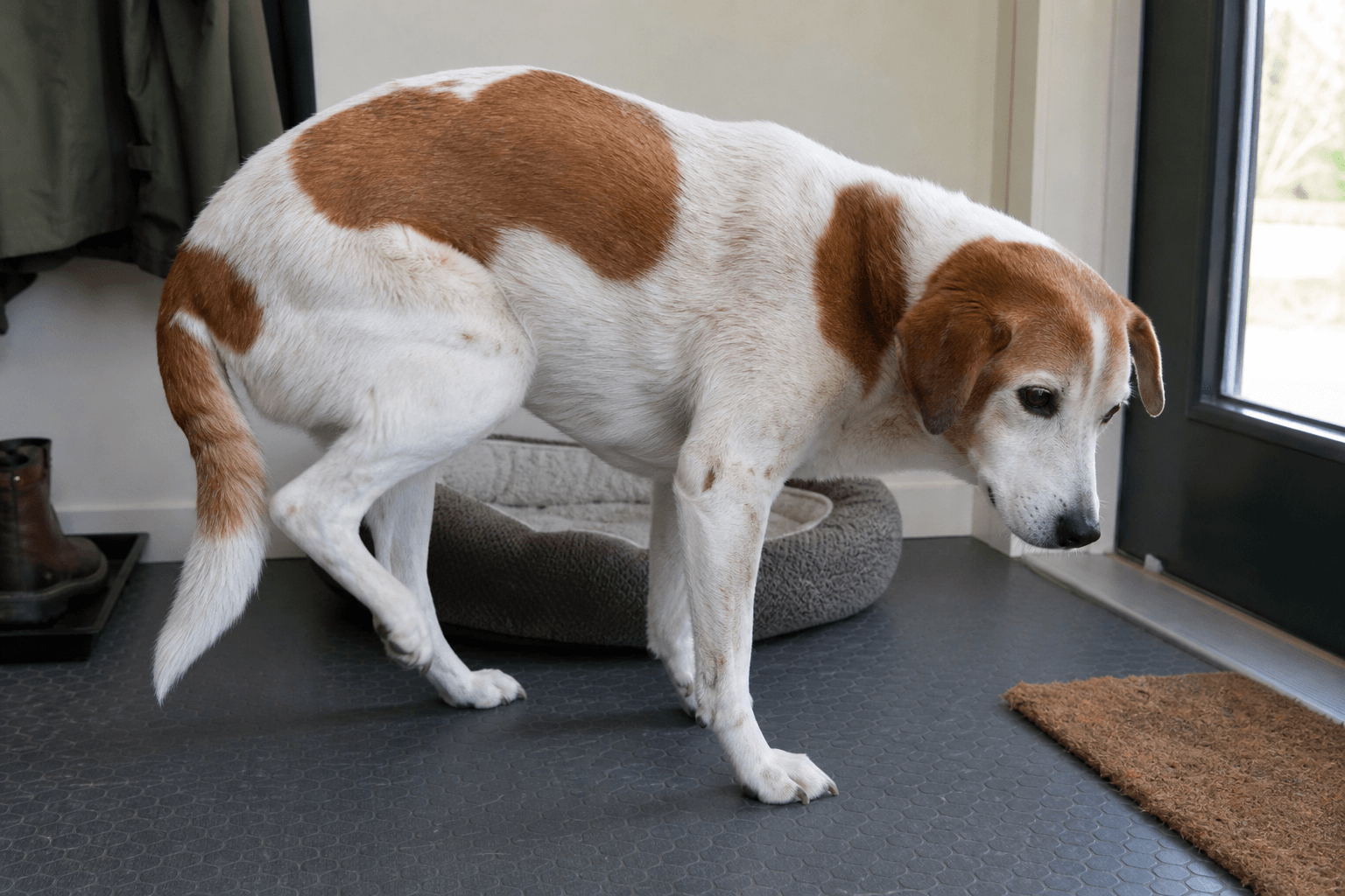 Senior Dog Back Legs Shaking When Standing