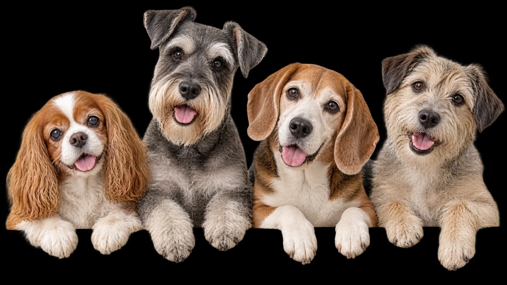 Four older dogs resting together