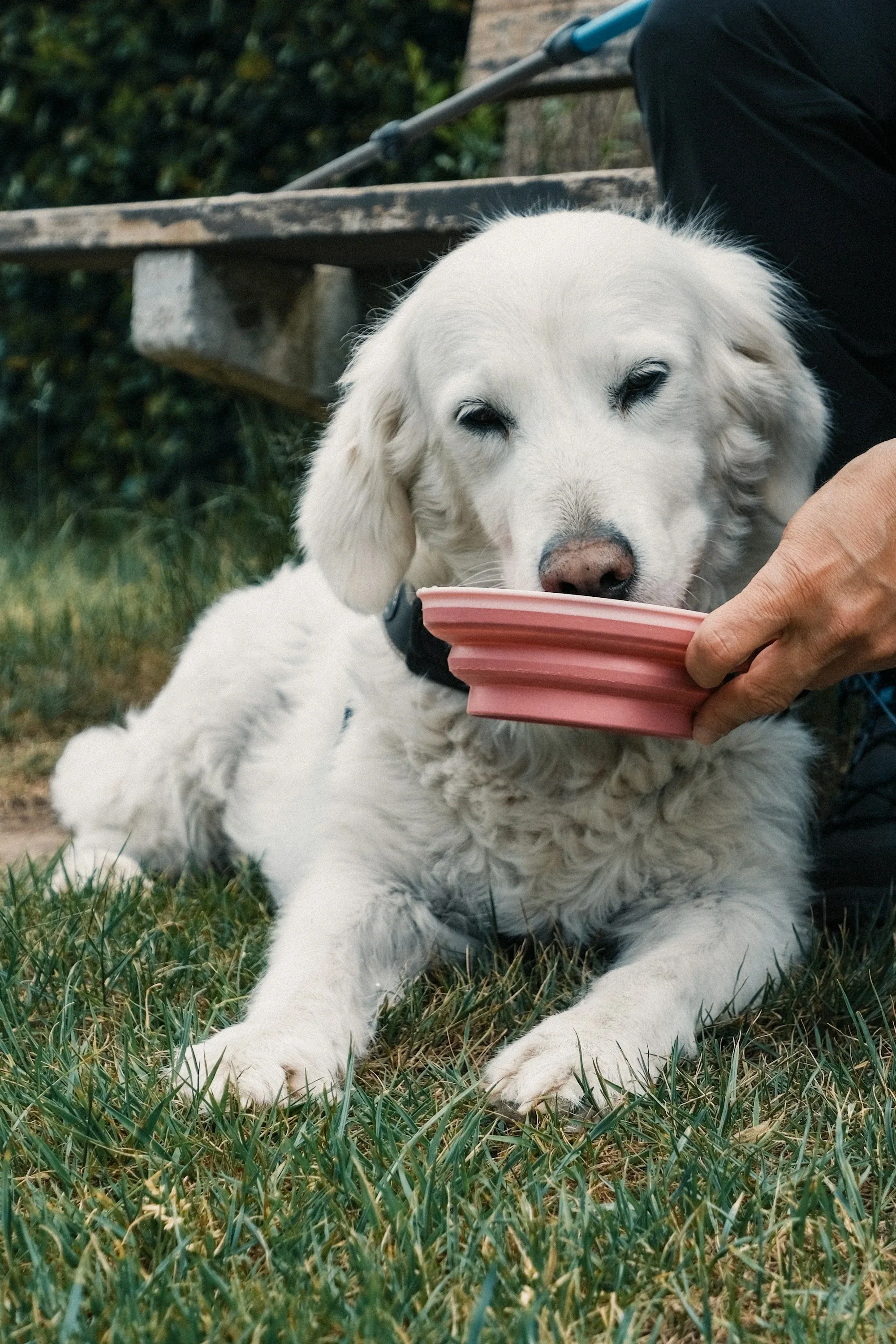 A golden retriever drinking water from a bowl held by a person.