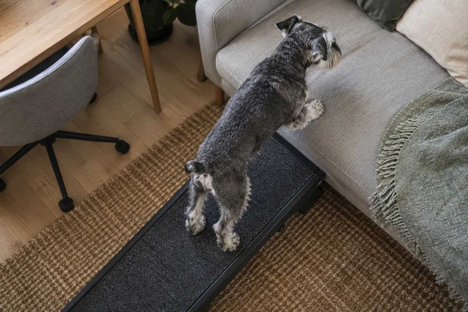 Alter Hund: Hinterbeine schwach und dünn – was hilft