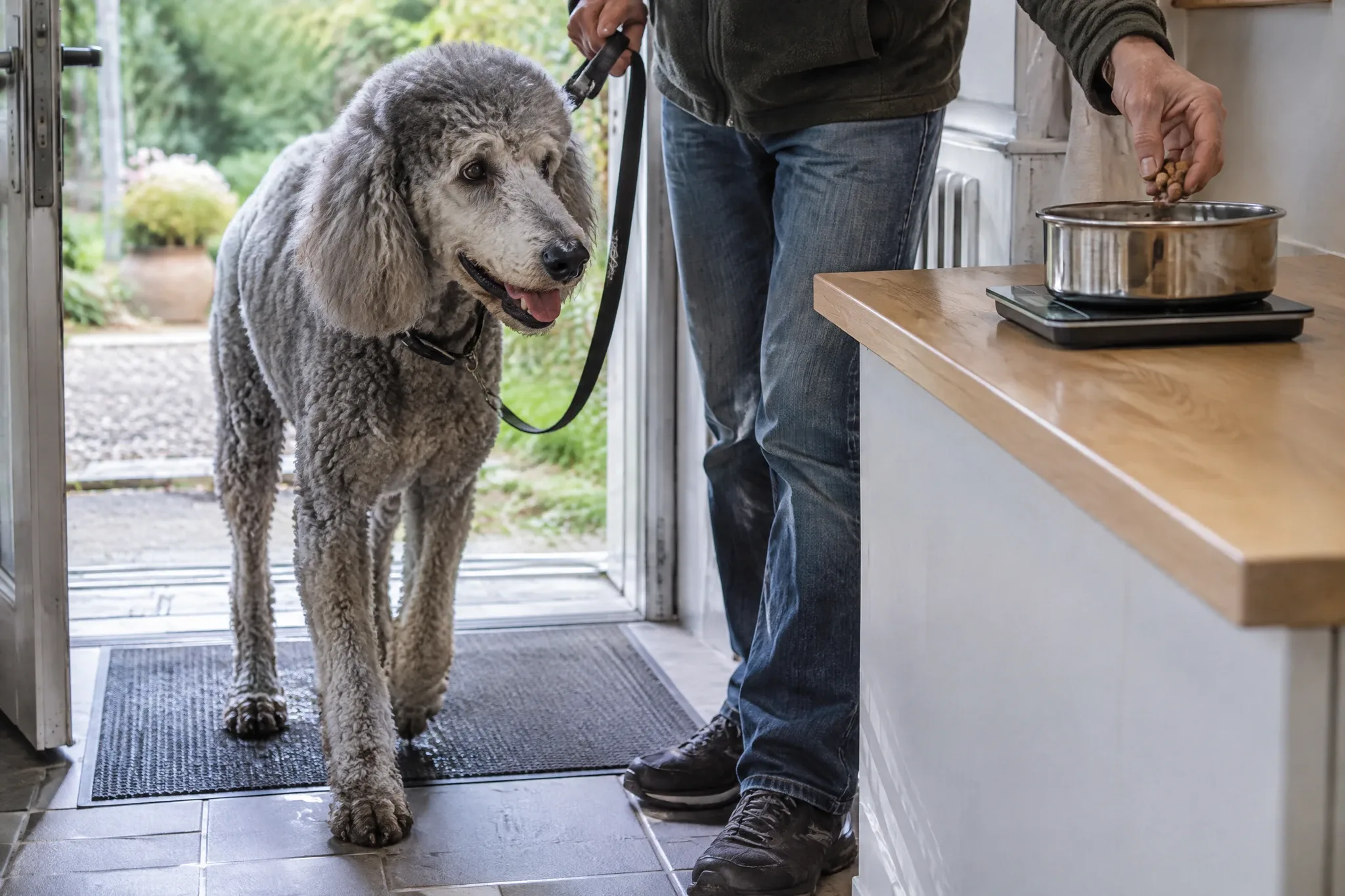 Comment faire maigrir son chien sans improviser ?