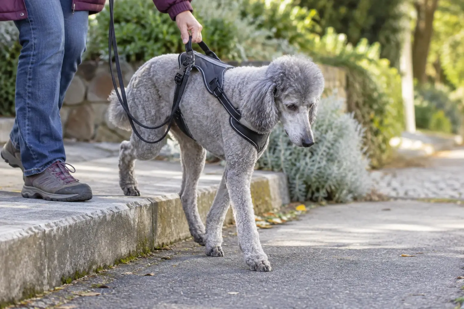 Harnais chien arthrose : bien le choisir