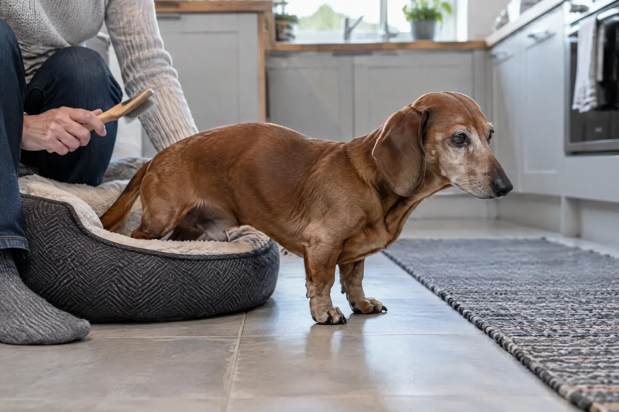 Quanto vive un cane con artrosi? Conta anche come vive