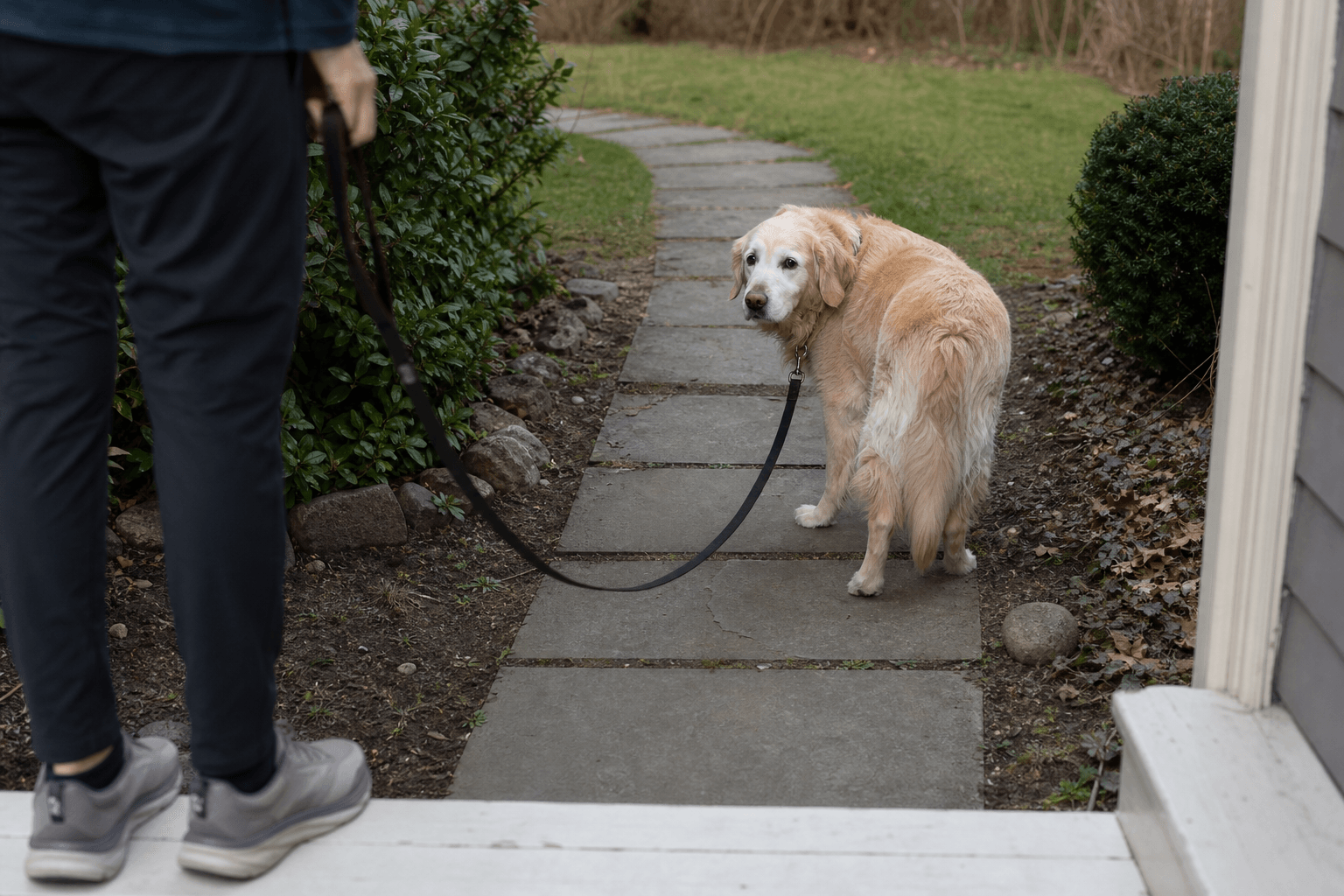 Dog Falling Behind on Walks: Use One Route as a Baseline